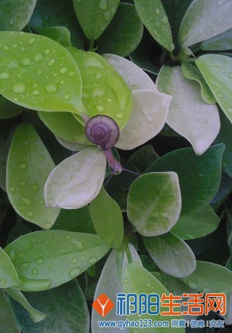 蜗牛-4.jpg