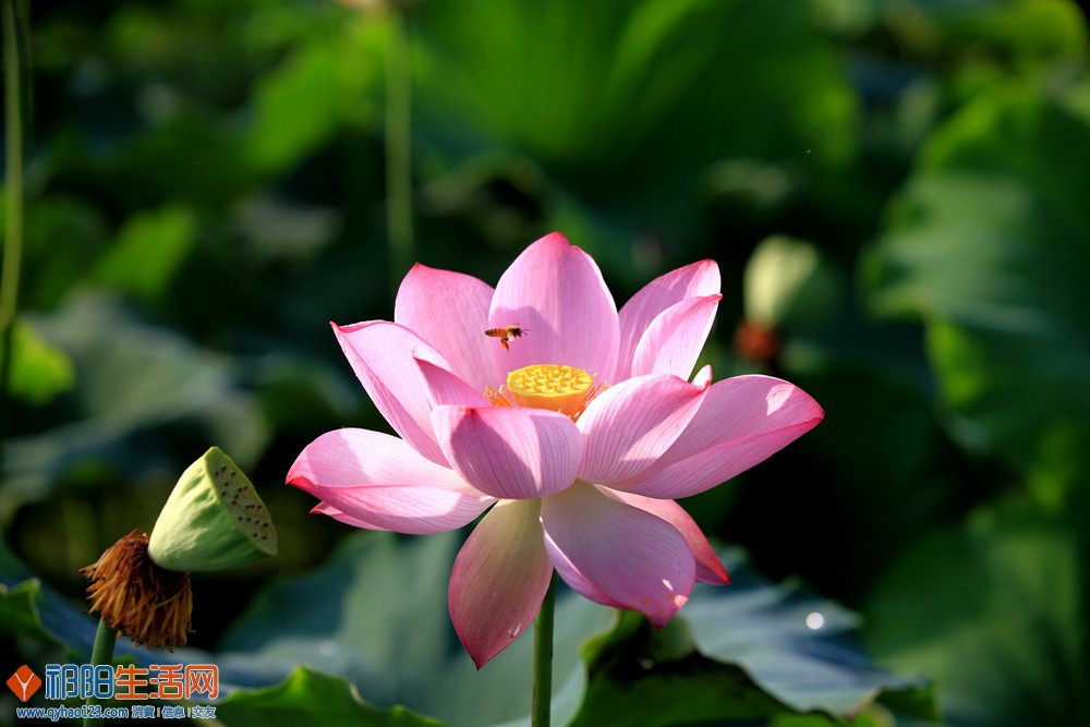 荷花.jpg