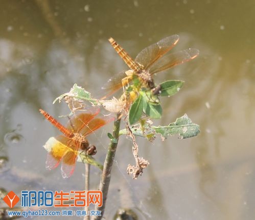 小蜻蜓也来和我作伴，它在监督我 