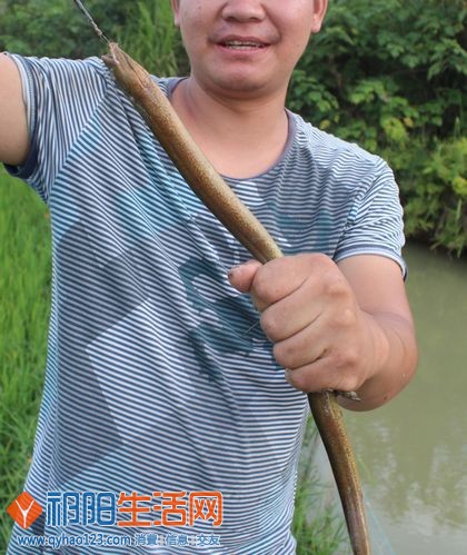 哇又来一条 