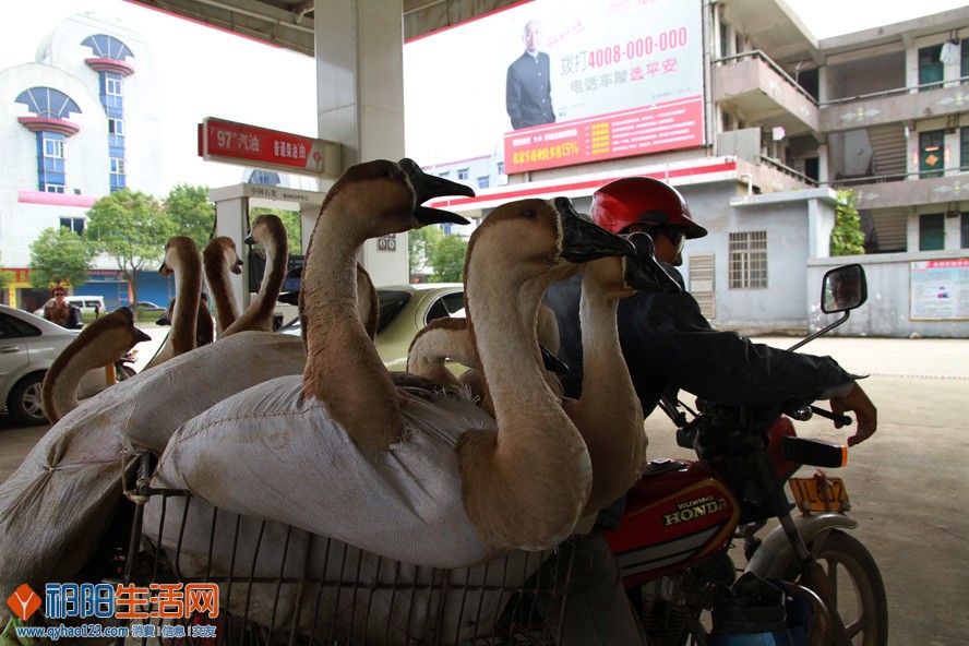 10《出家的鹅们》.jpg