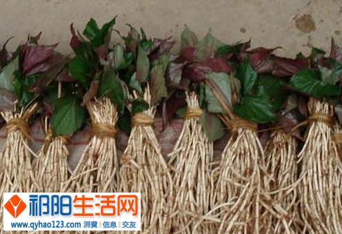 扎好的