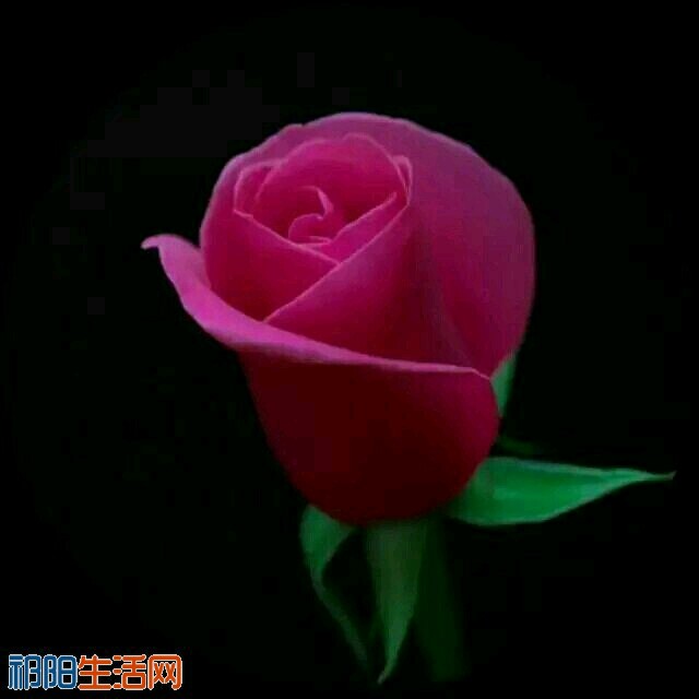 l1Q0055NvBqK.jpg