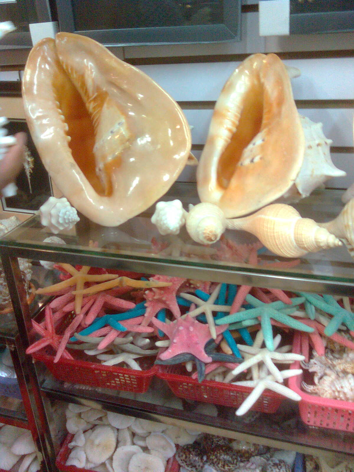 海星