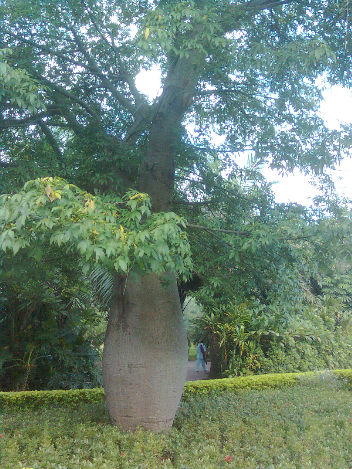 出公园时,看到这颗不知名的树,造型很美哈