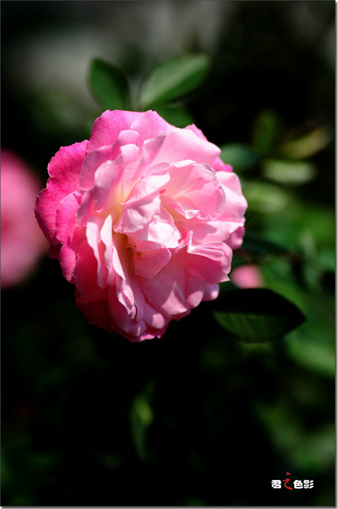 DSC_0042.JPG