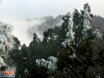雾凇南岳
