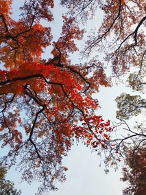 龙山公园枫景