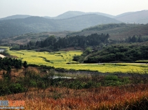 菜花香溢龚家坪