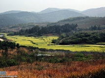 菜花香溢龚家坪