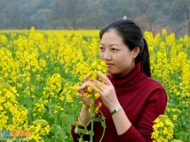 油菜花开