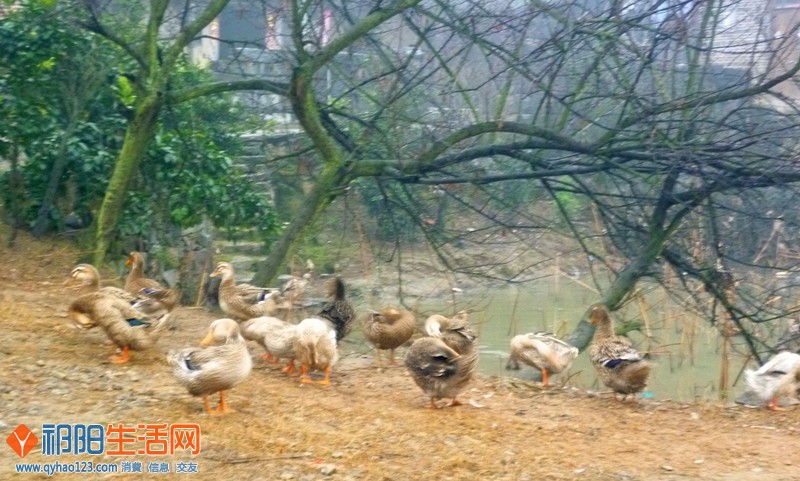 P1070047_副本.jpg