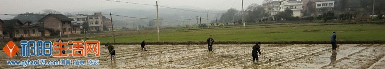 祁阳县羊角塘镇200干部农技人员下村组下秧田抓好早稻集中育秧
