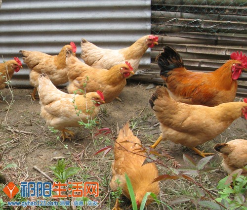 衡阳土鸡.jpg