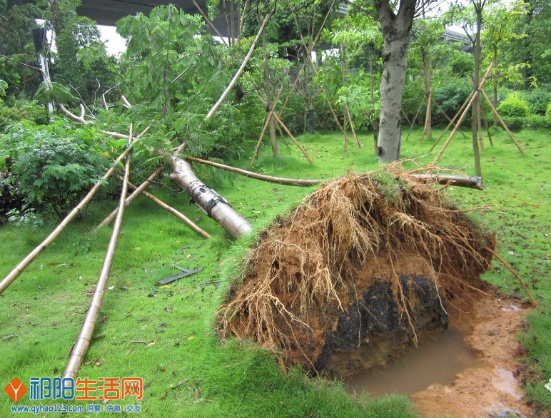 连根拨起