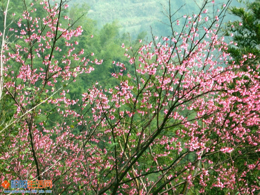 祁阳撄桃花 001.1.jpg