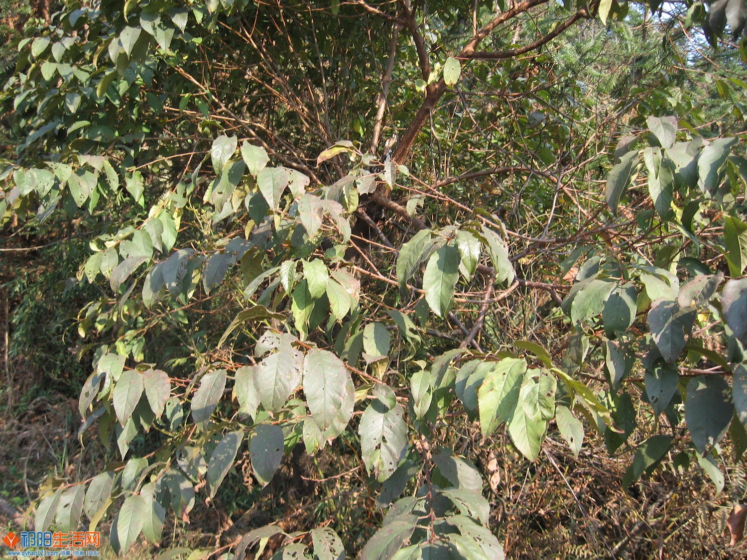 樱花树叶2.jpg
