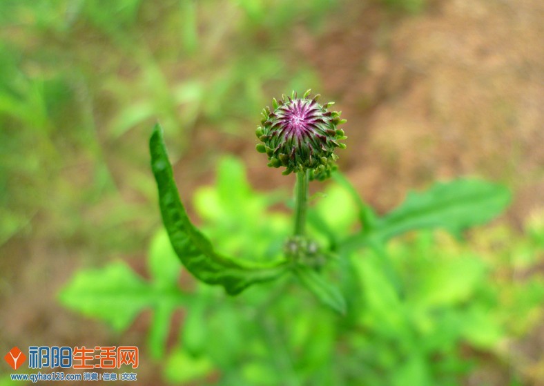 P1150855_副本.jpg