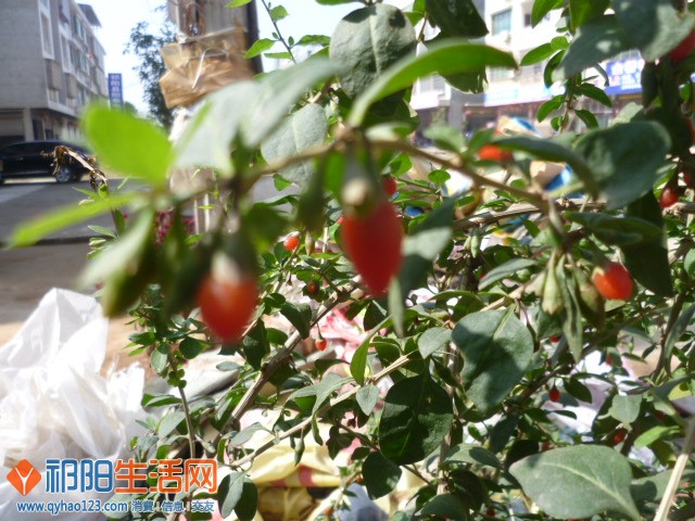 P1180671.JPG