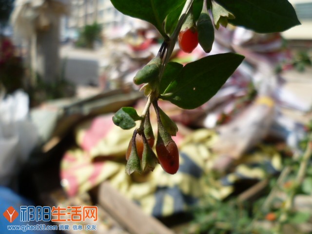 P1180676.JPG