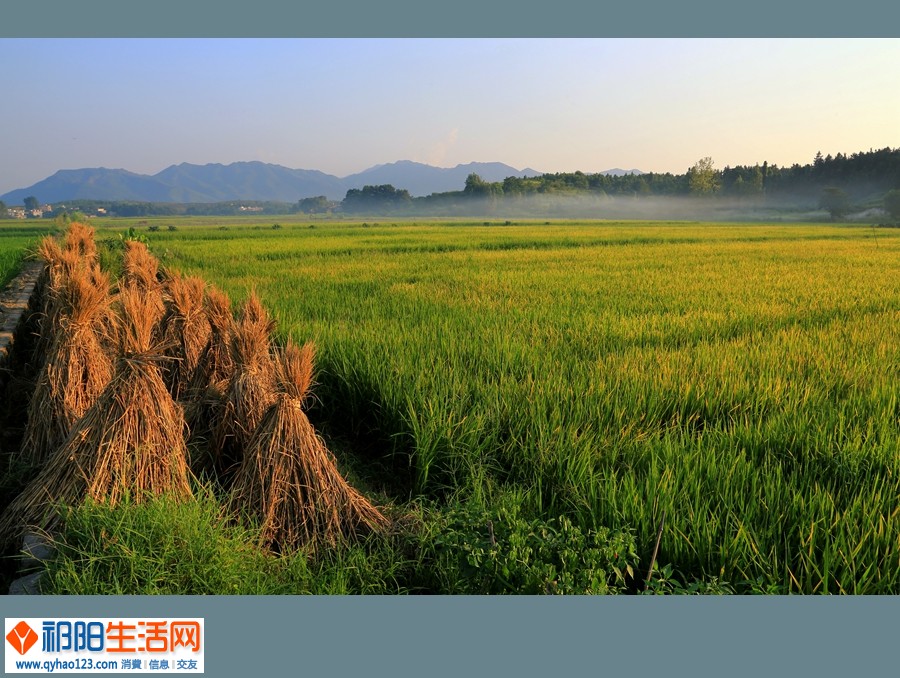 稻的传说BNA1A1039_副本.jpg