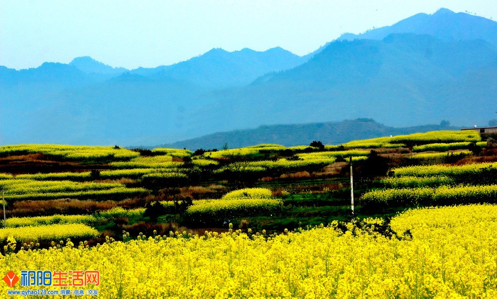 山下油菜花正浓..jpg