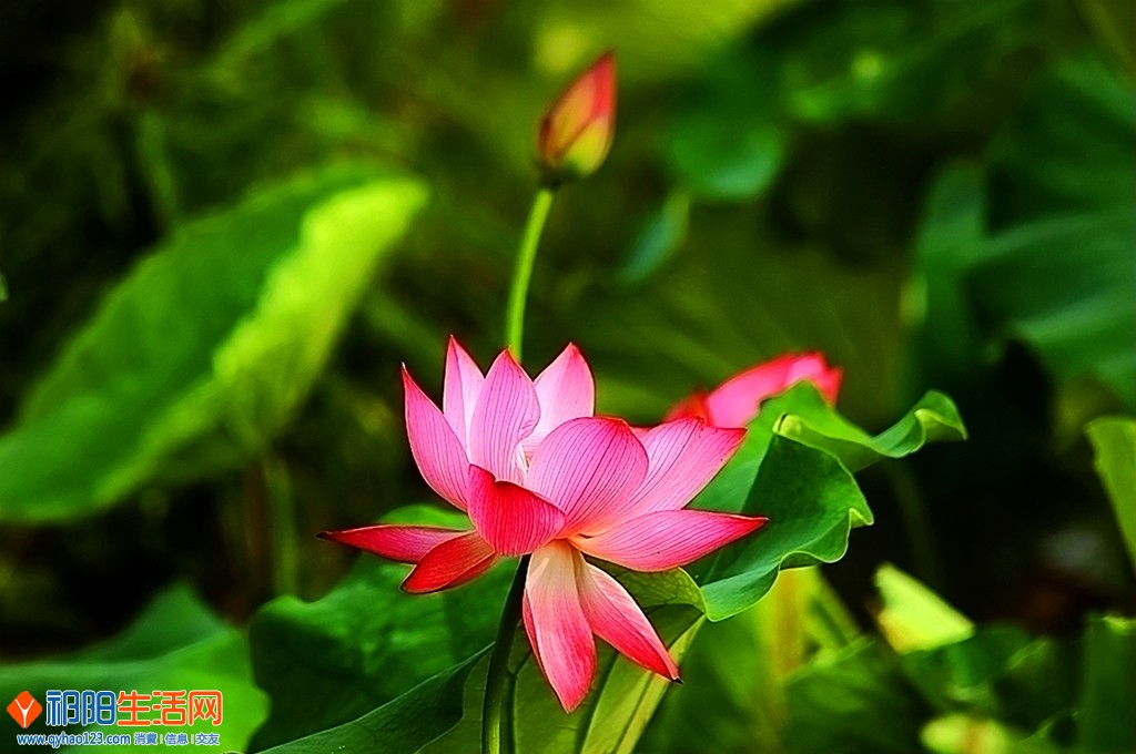 0F5A8335_dh.JPG