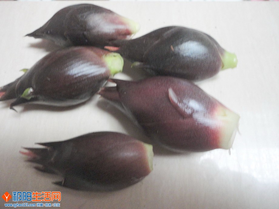 9.23的蘘荷3.jpg