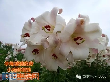 20160524_204925_009.jpg