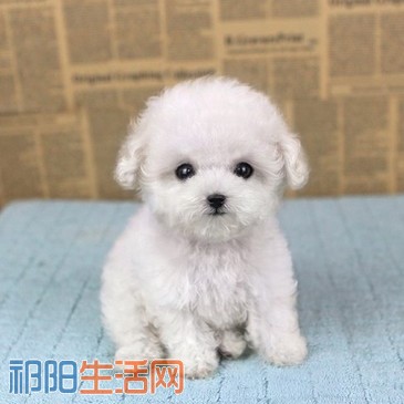 TB2IYYsfHRkpuFjSspmXXc.9XXa_!!2379482209 - 副本 - 副本.jpg