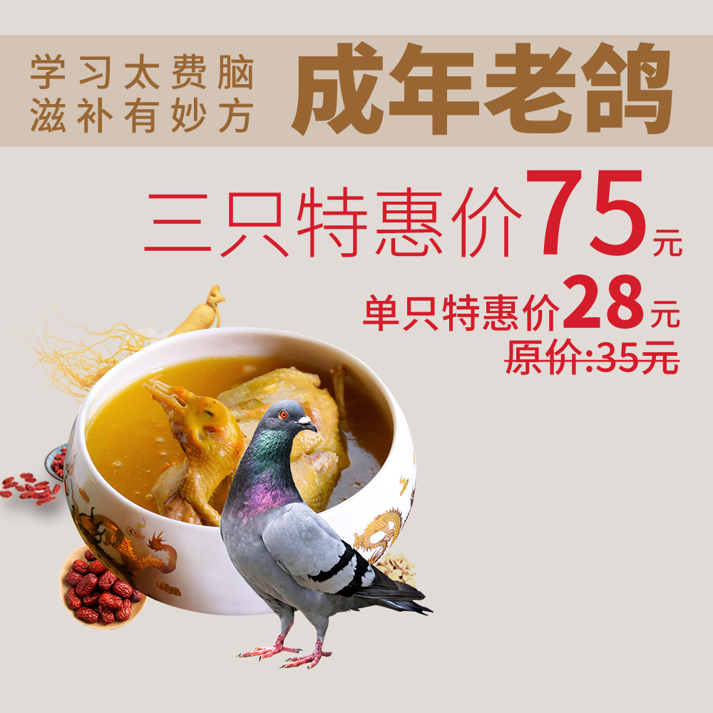 成年老鸽子.jpg