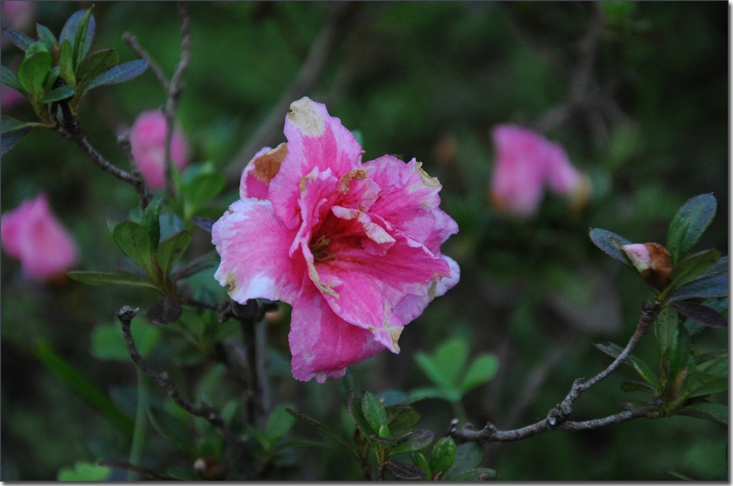 DSC_1518.JPG