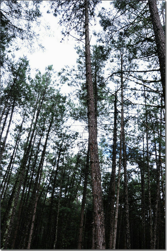 DSC_0426_1.jpg