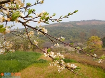 再来一组花，非专业哦