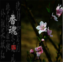 香魂-------松山湖随拍