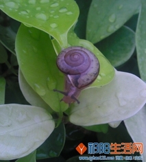 凤凰山偶遇蜗牛出行