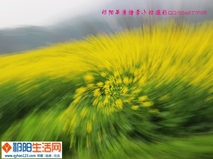 祁阳羊角塘油菜花和黄花菜竞相开放！！