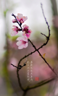 盛开的桃花