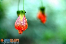 "红灯笼”高高挂