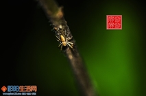 微观世界~小蜘蛛