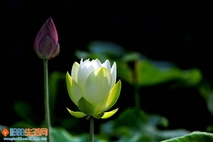 荷