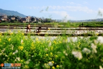 油菜花里可耕田